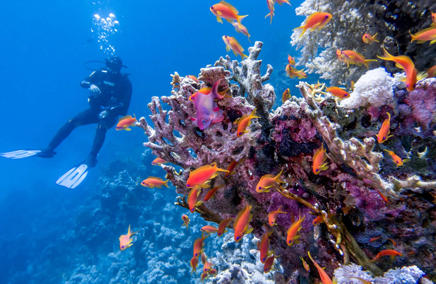 Diver exploring the Red Sea during an Egypt vacation